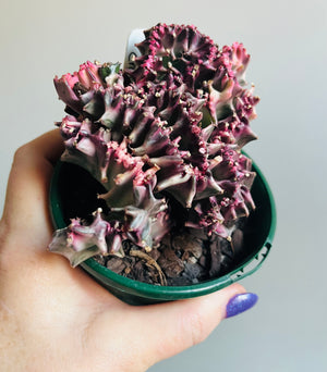 Euphorbia lactea 'cristata' variegated