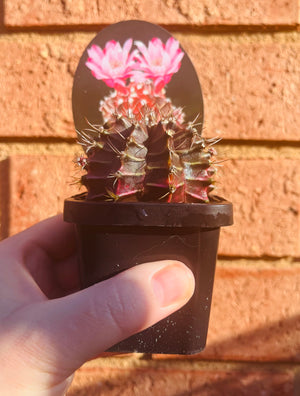 Gymnocalycium mihanovichii forma Rubra