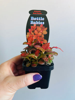 Fittonia - Red Flame