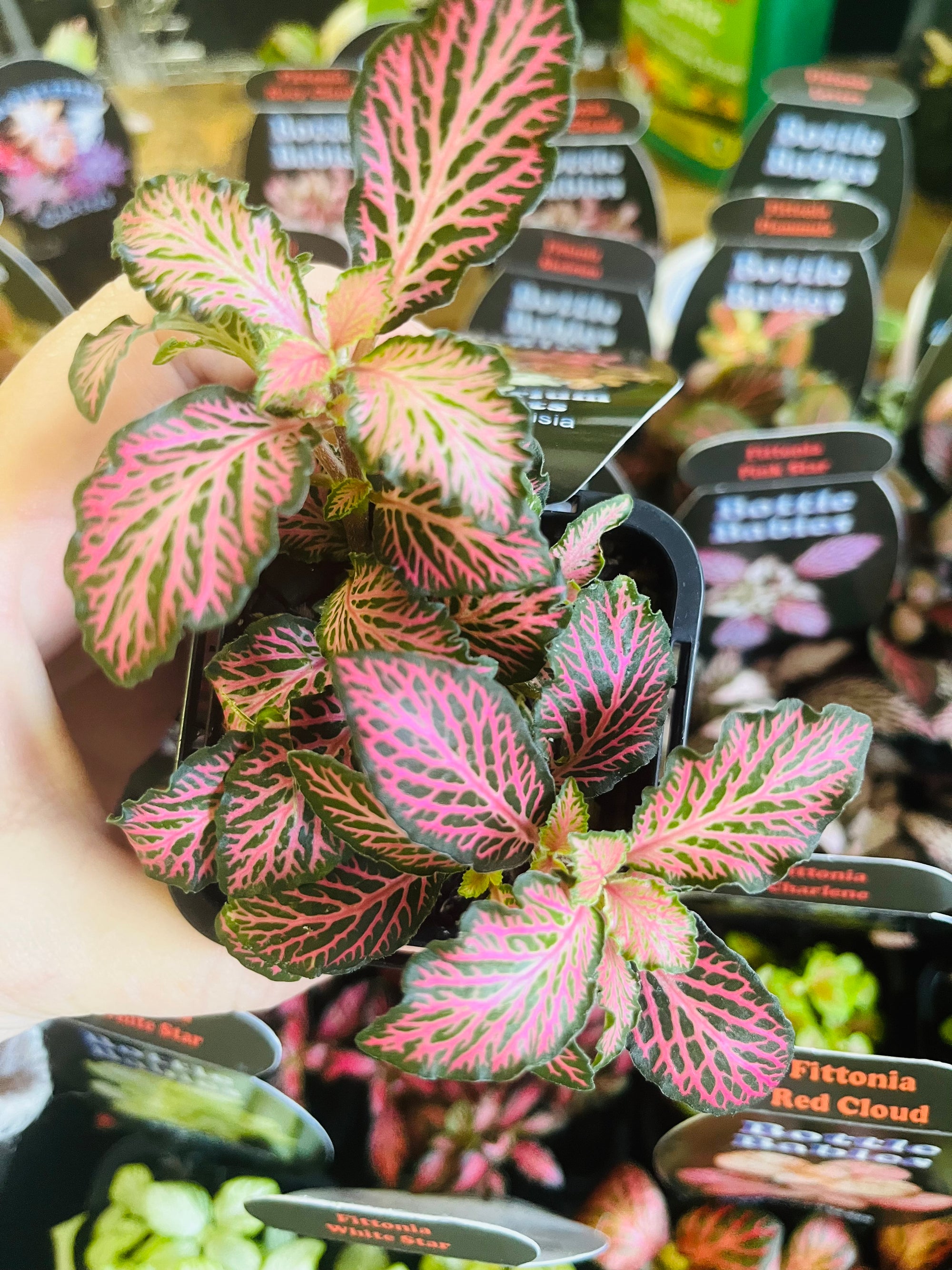 Fittonia - Pink Star (dark)