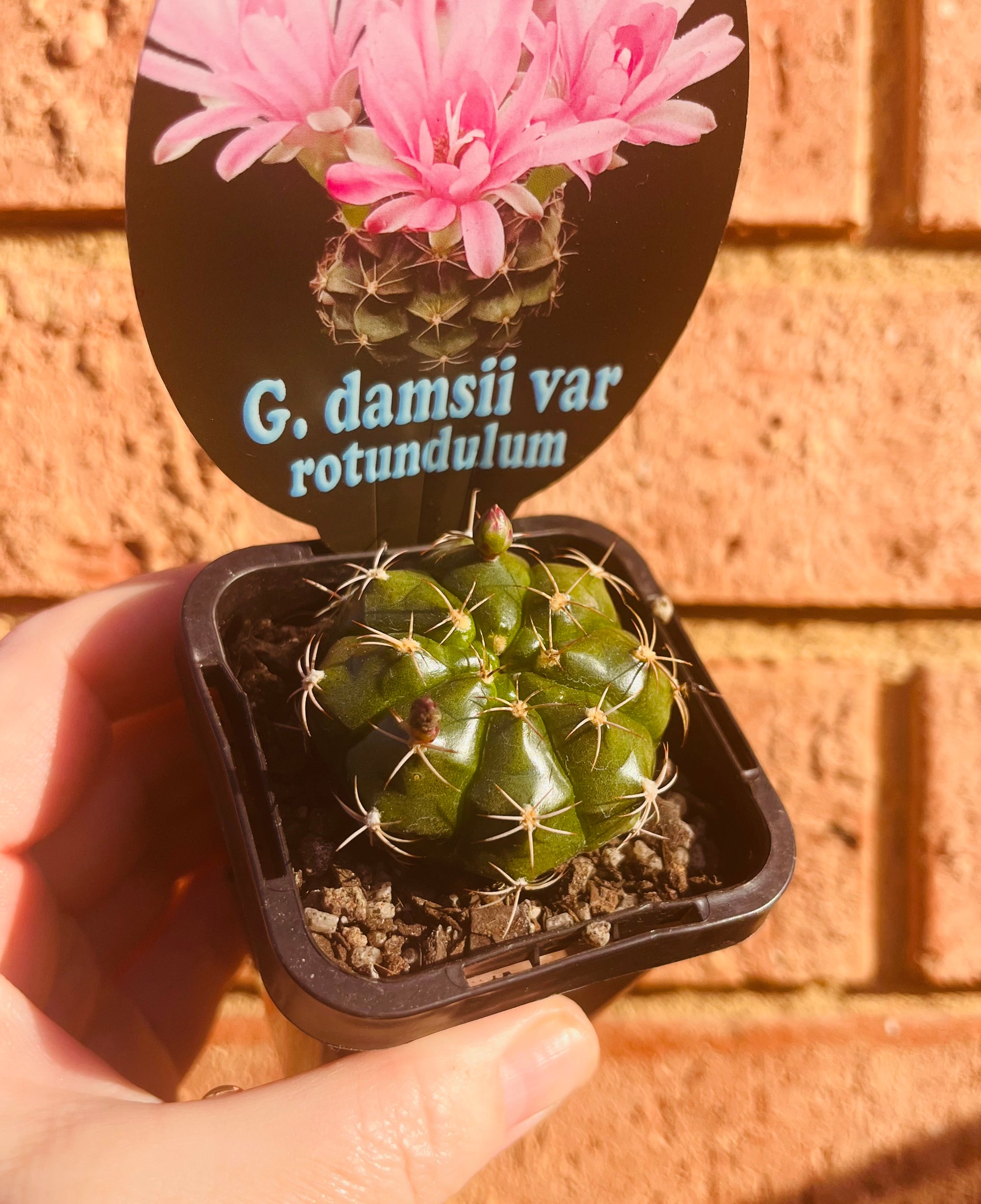 Gymnocalycium damsii var rotundulum