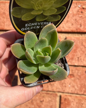 Echeveria cultivar - Golden Glow