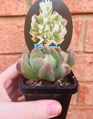 Echeveria 'Dark Vadar'