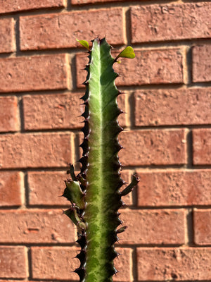 Euphorbia trigona red - African Milk Tree