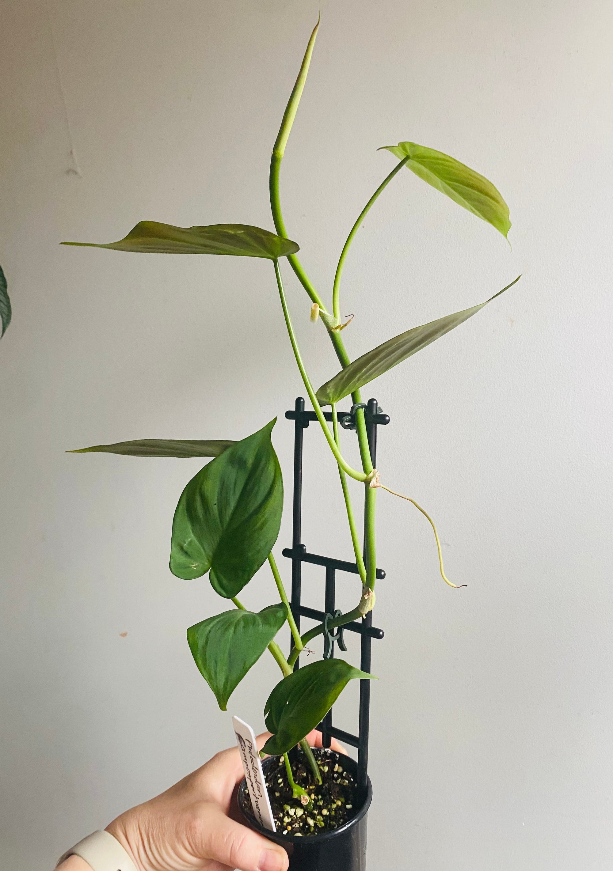 Philodendron composportoanum