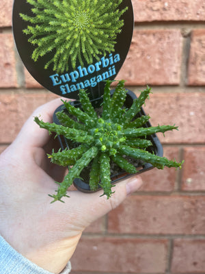 Euphorbia flanaganii - Medusa's Head