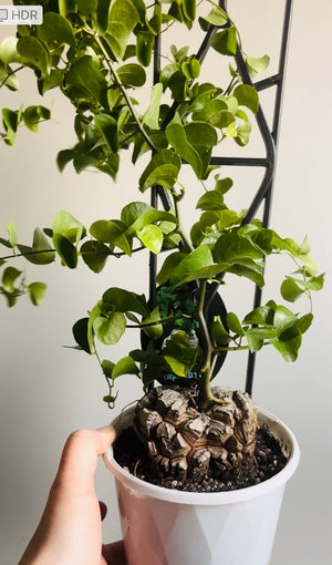 Dioscorea elephantipes ‘The Elephant’s Foot’