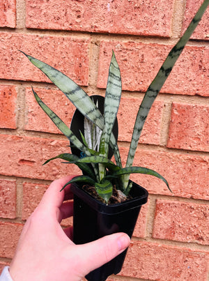 Sansevieria trifasciata -  Silver Princess