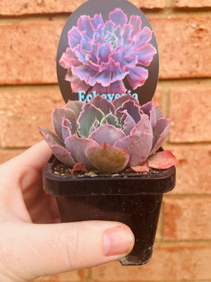 Echeveria hybrid ‘Neon Breakers’