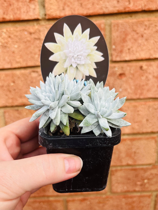 Dudleya gnoma cv. 'White Sprite' - My Jungle Shack