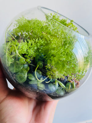 Displays & Terrariums - Medium Globe Display - Cotton Candy Fern & Peperomia prostrata