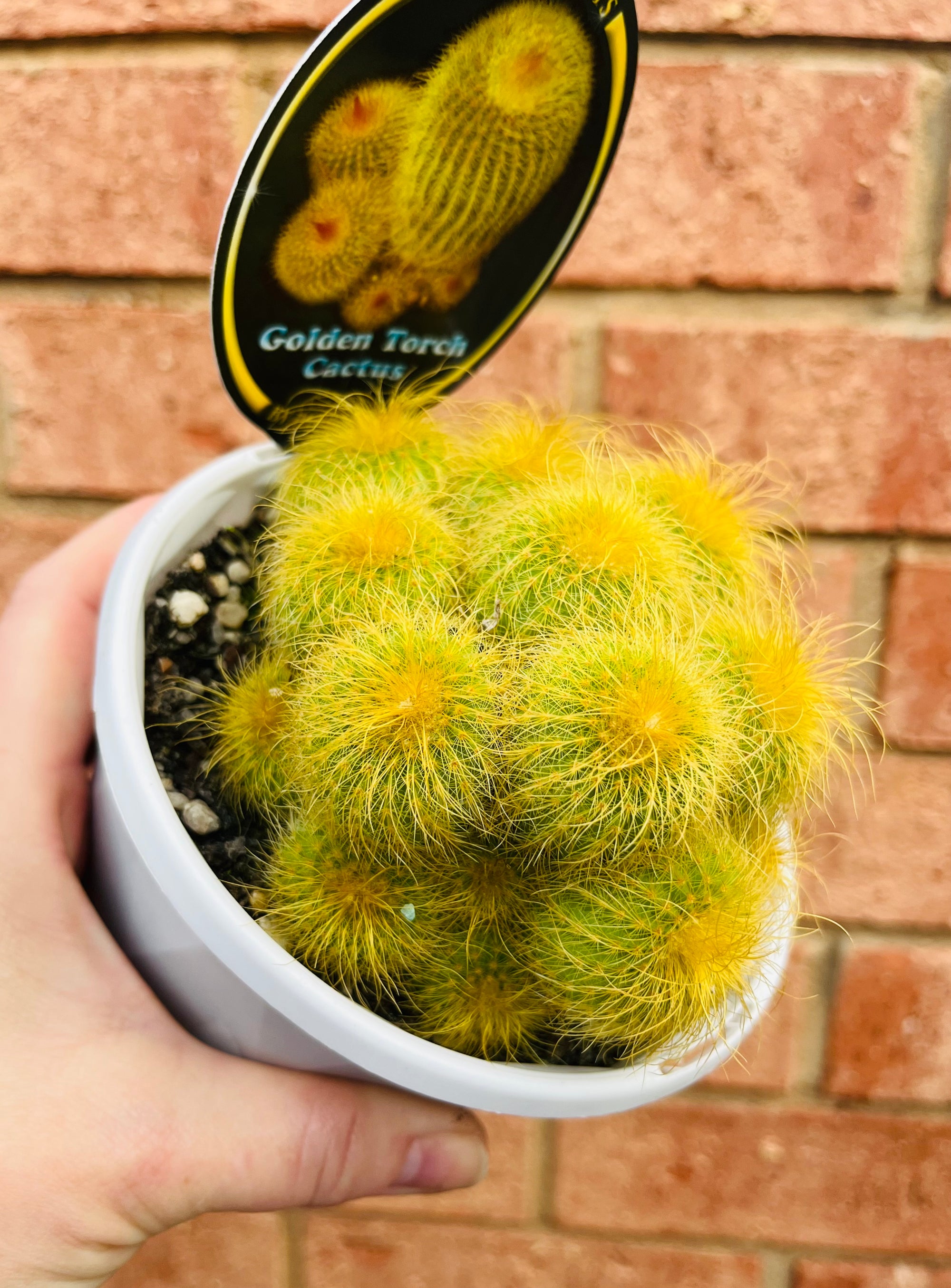 Golden Torch Cactus - Eriocactus lenninghausii