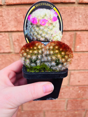 Mammillaria carmanae - Feather Cactus