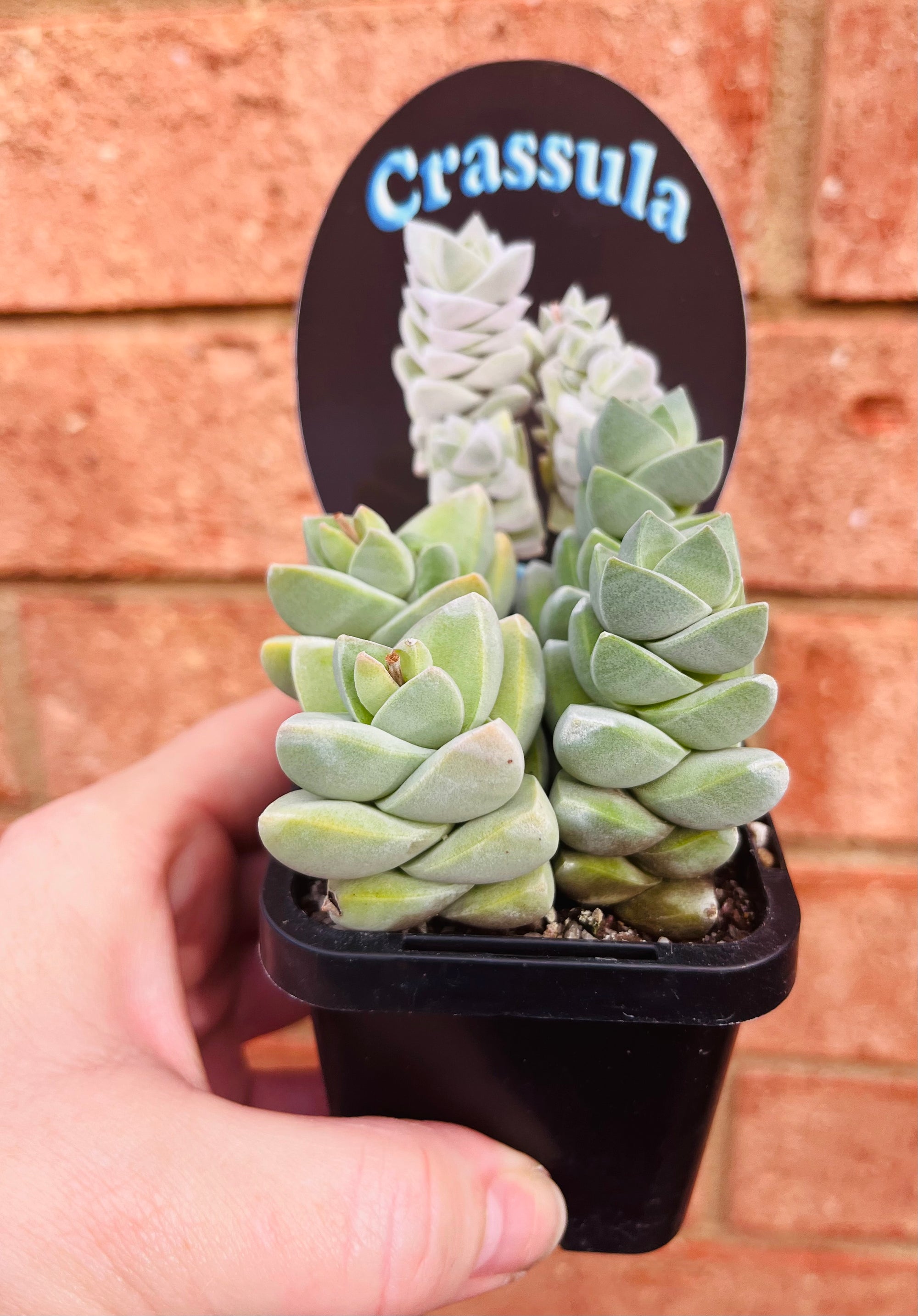 Crassula 'Moonglow'