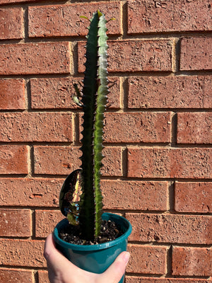 Euphorbia trigona red - African Milk Tree