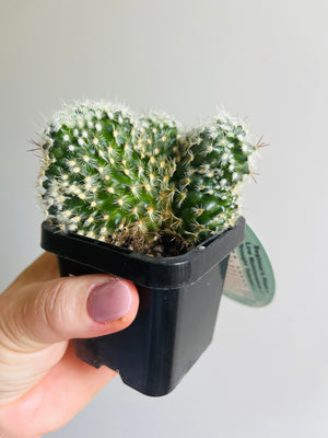 Mammillaria microhelia 'crested'