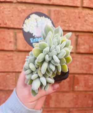 Echeveria pulvinata 'Frosty cristata'