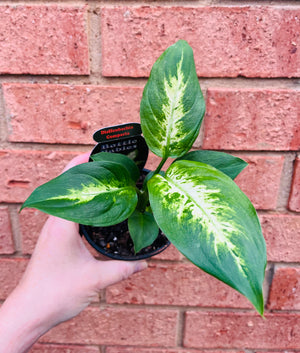 Dieffenbachia amoena 'Compacta'