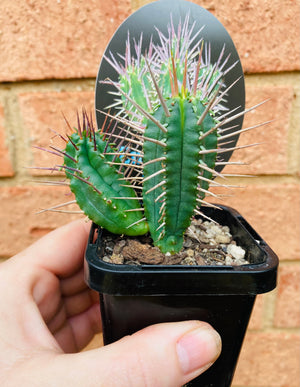 Euphorbia ferox