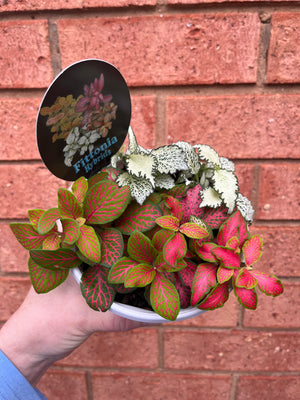 Fittonia - Tri Pot A