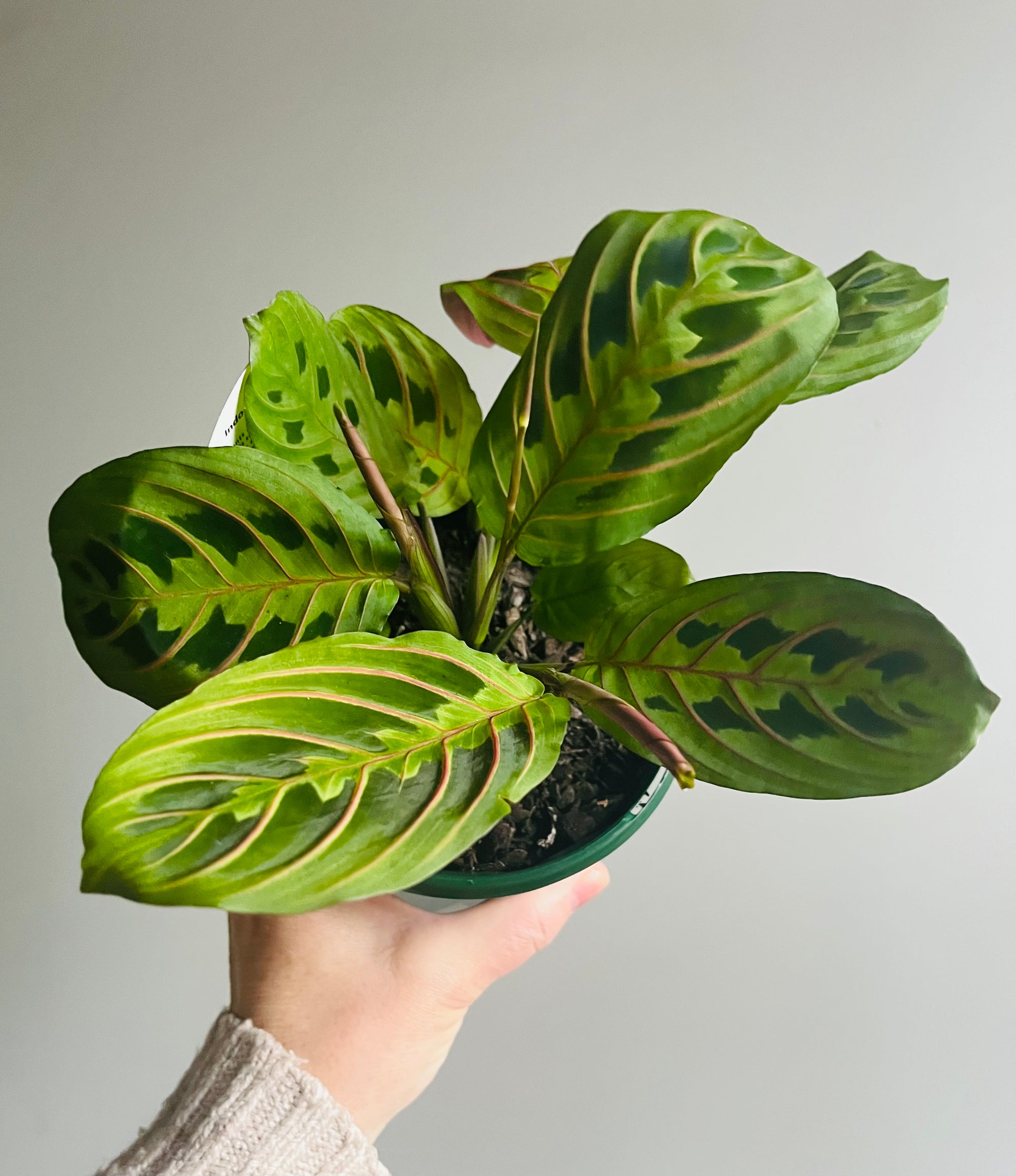 Maranta Leuconeura - Red Vein Prayer Plant