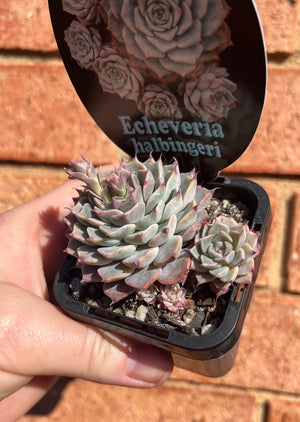 Echeveria halbingeri