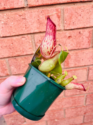 Nepenthes 'St Gaya' - Pitcher Plant