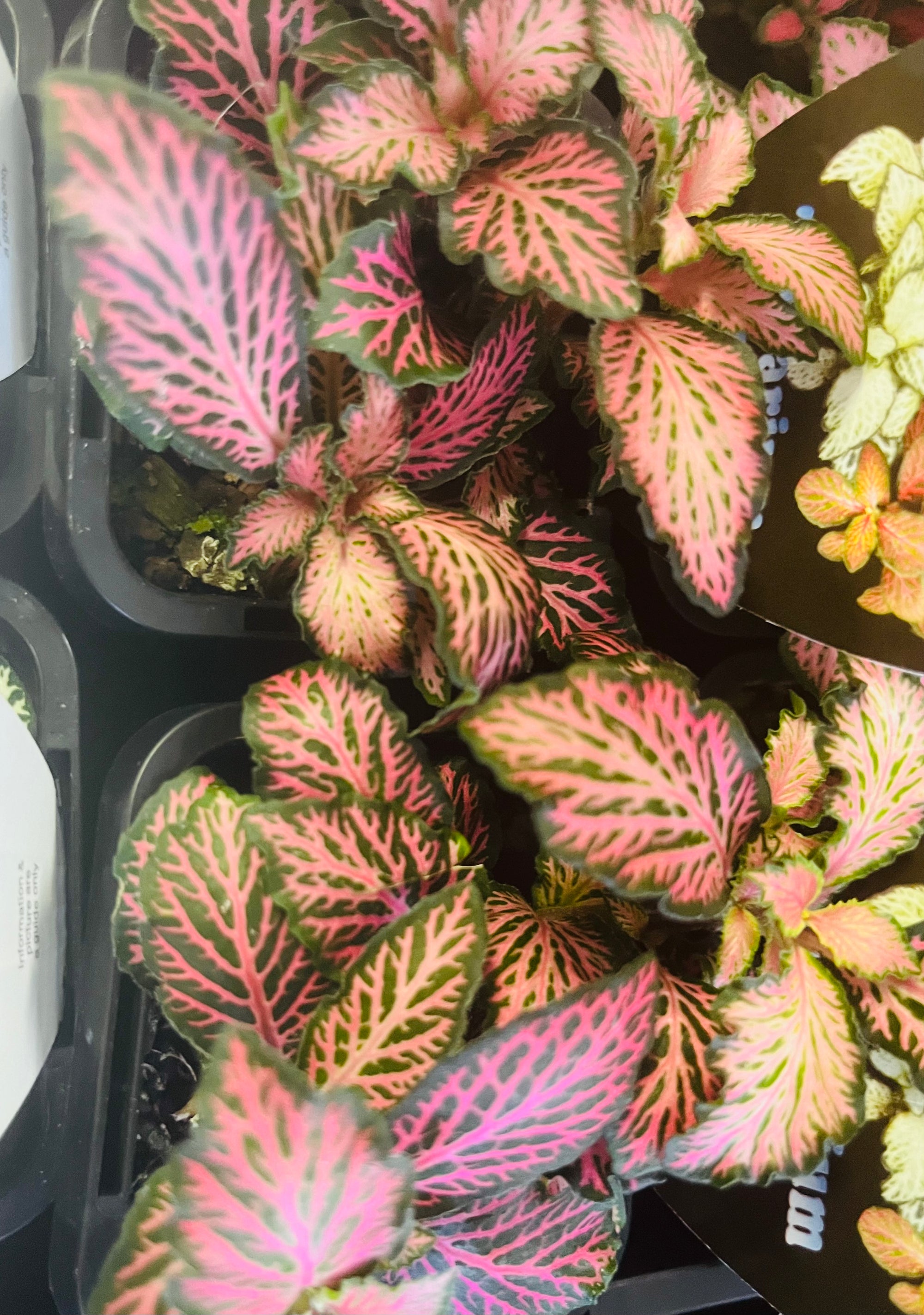 Fittonia - Pink Star (dark)