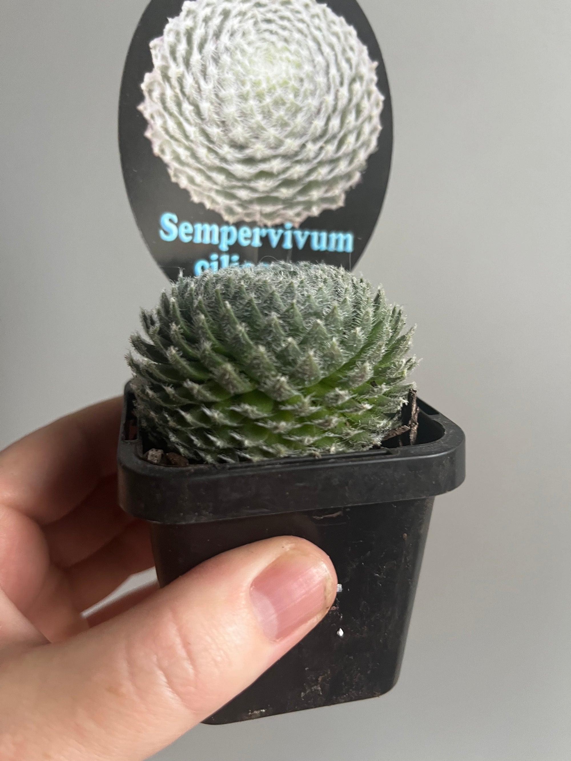 Sempervivum ciliosum