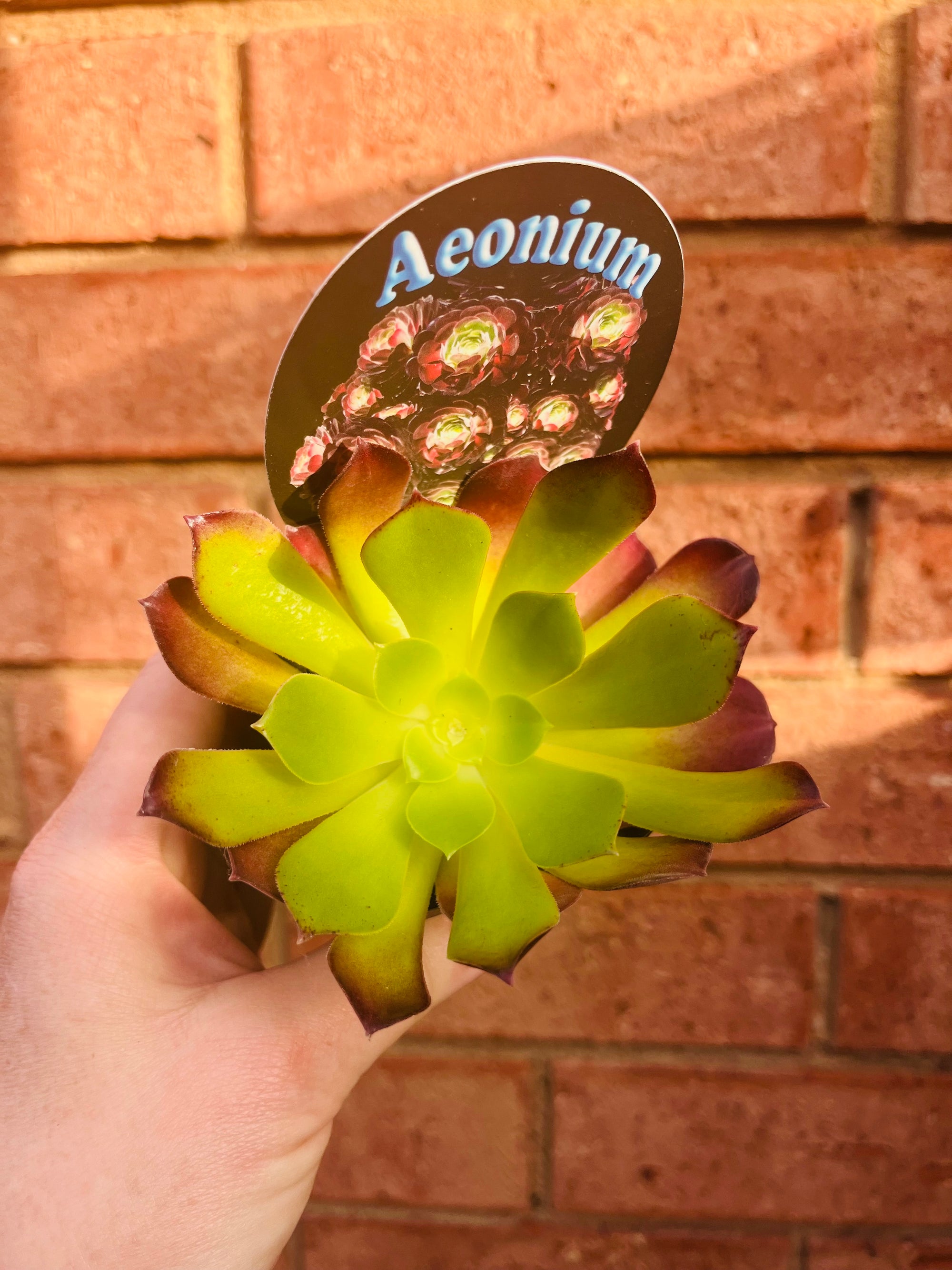 Aeonium aboreum var. atropurpureum f. Velour