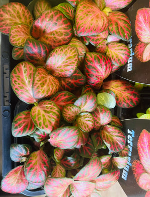 Fittonia - Red Cloud