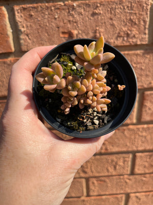 Sedum sedeveria - Pats Pink