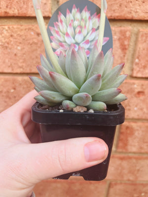 Pachyveria 'Angels Finger'