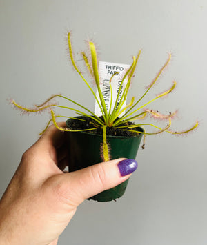 Drosera capensis f. alba