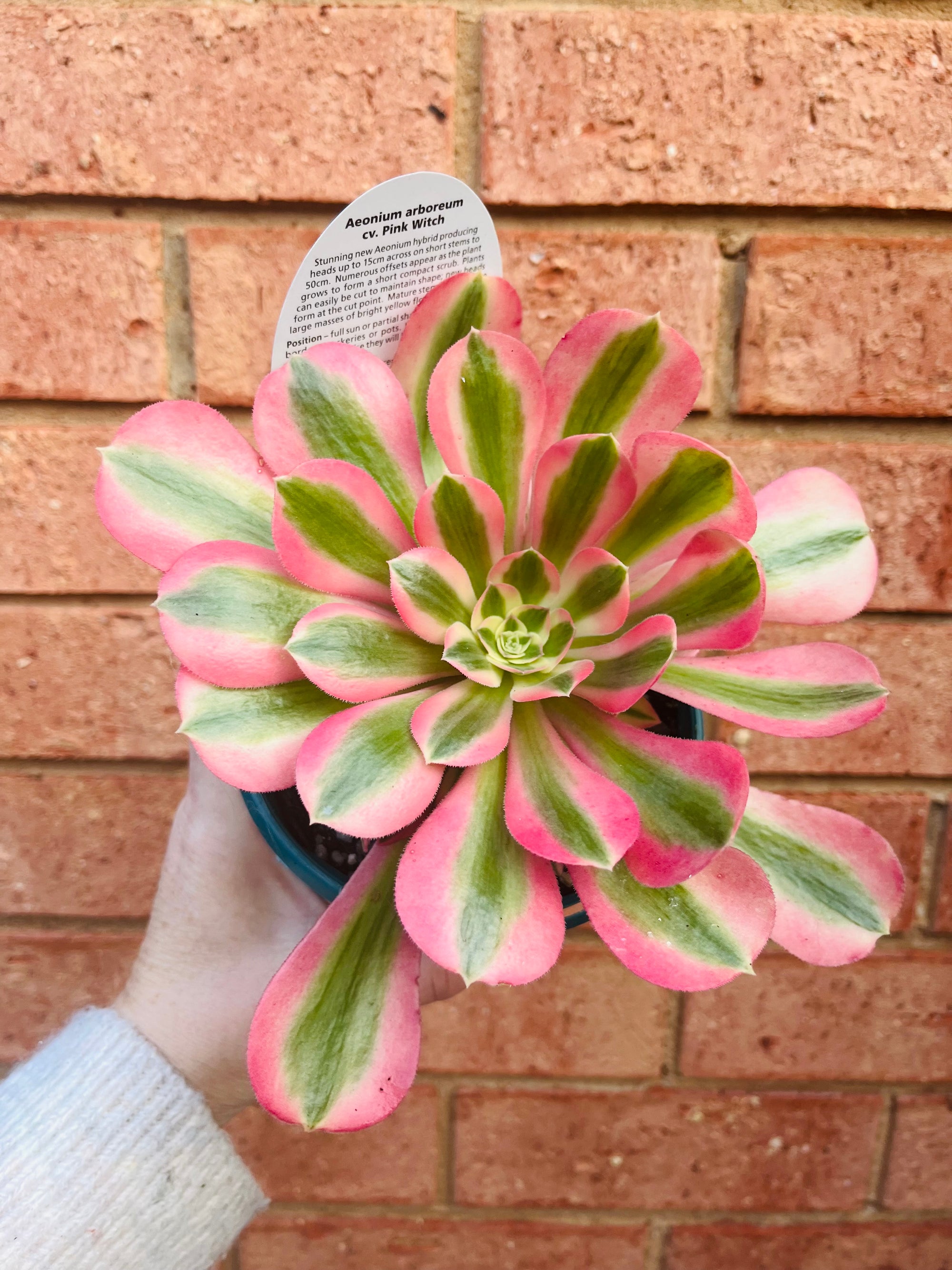 Aeonium arboreum cv. Pink Witch