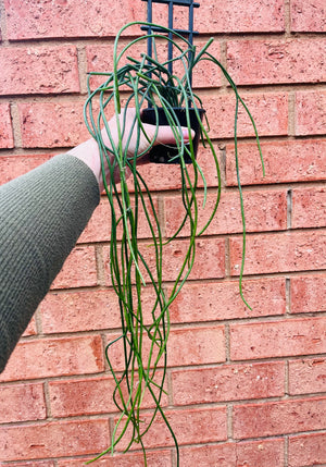 Rhipsalis Puniceo-discus - Mistletoe Cactus Collection No. 46