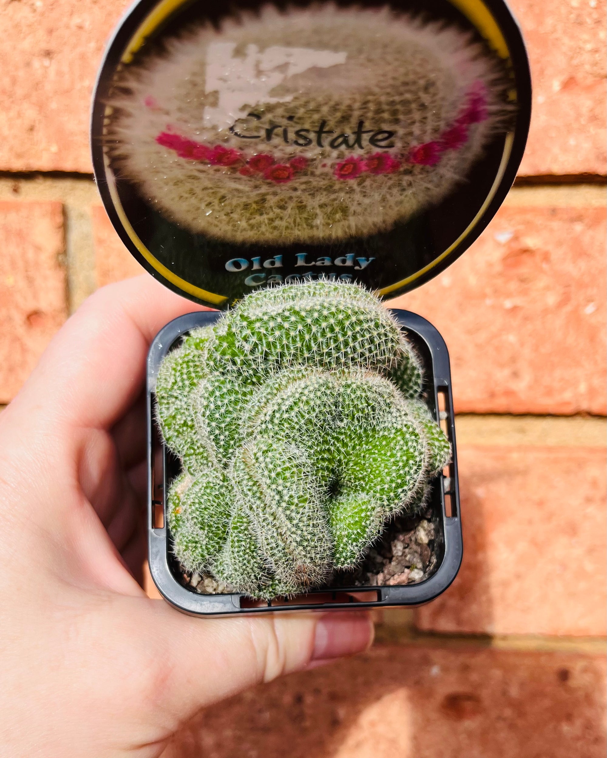 Mammillaria hahniana 'Old Lady Cactus' crested