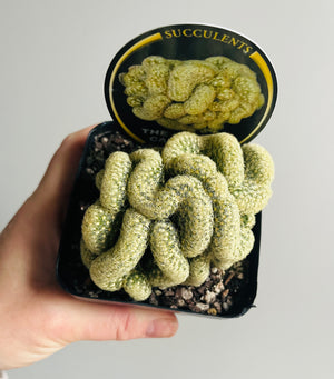 Mammillaria Elongata Cristata - The Brain Cactus