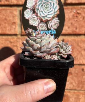 Echeveria halbingeri