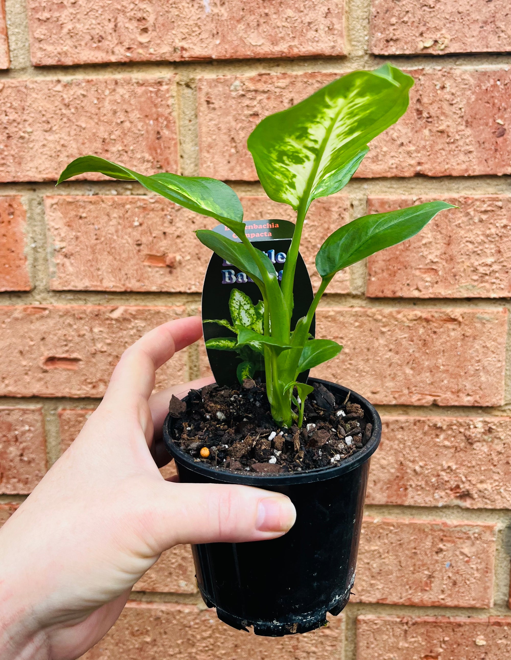 Dieffenbachia amoena 'Compacta'