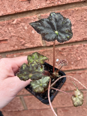 Begonia - Warden Bend