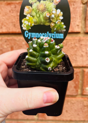 Gymnocalycium c.v. Kikko