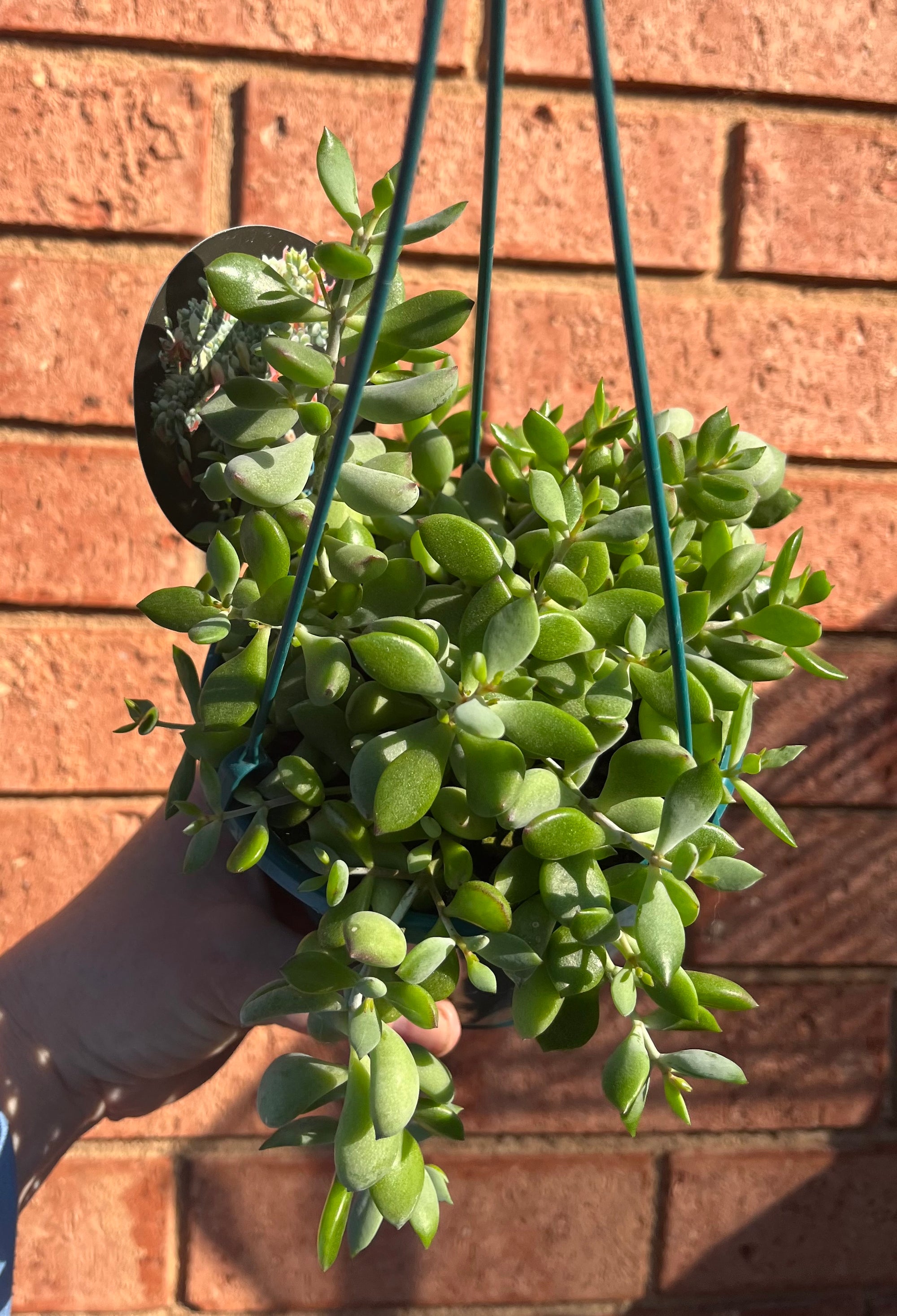 Cotyledon pendens