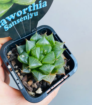 Haworthia cv. 'Sansenjyu'