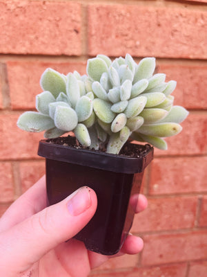 Echeveria pulvinata 'Frosty cristata'