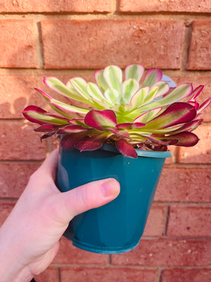 Aeonium arboreum cv 'Bronze Teacup'