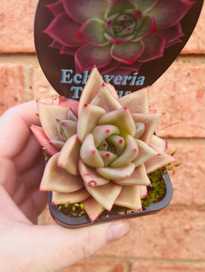 Echeveria cv. 'Taurus'