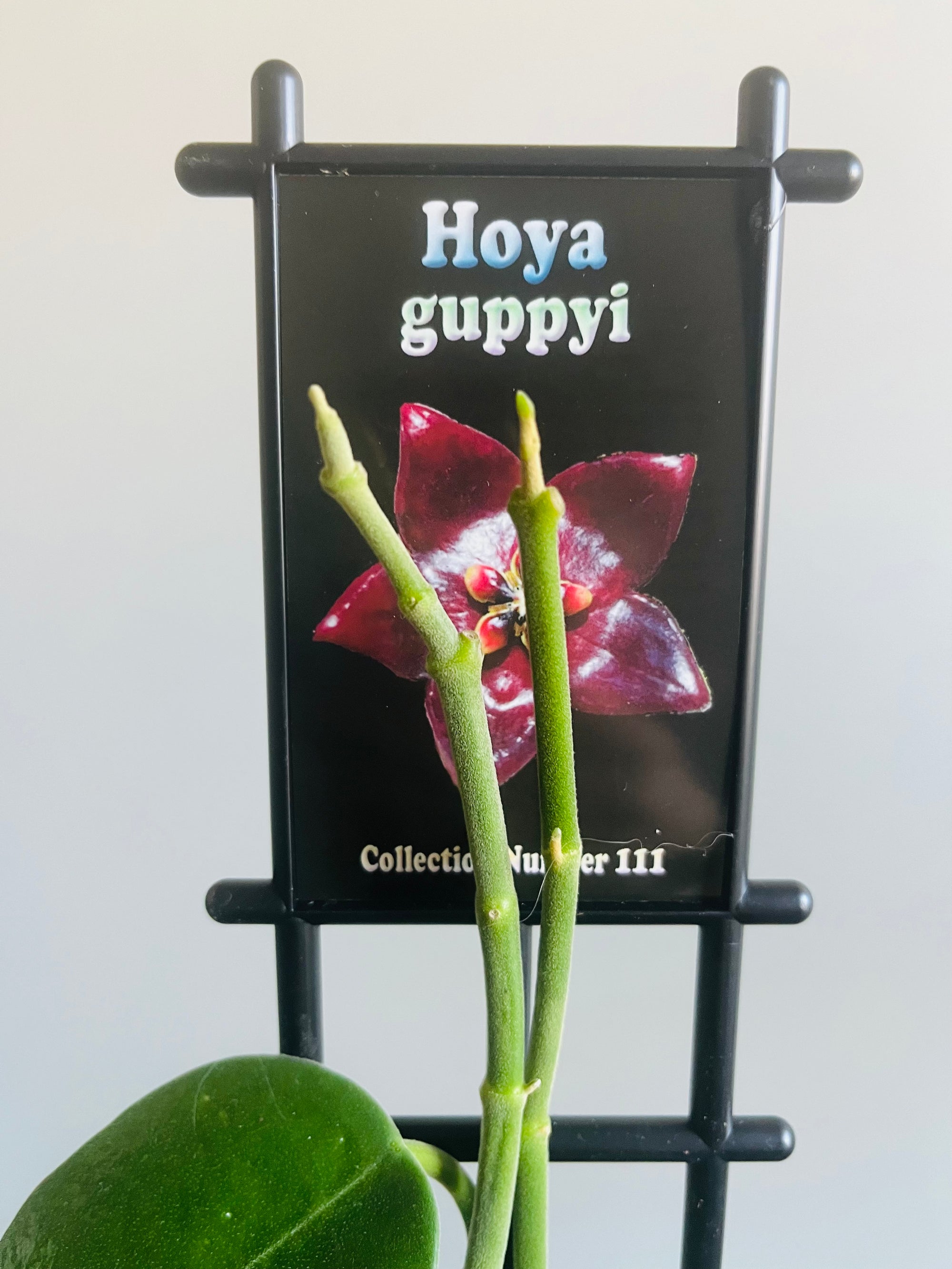 Hoya - Guppyi Collection No. 111