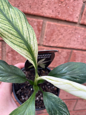 Spathiphyllum floribundum - Sensation Variegata