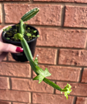 Cissus quadrangularis